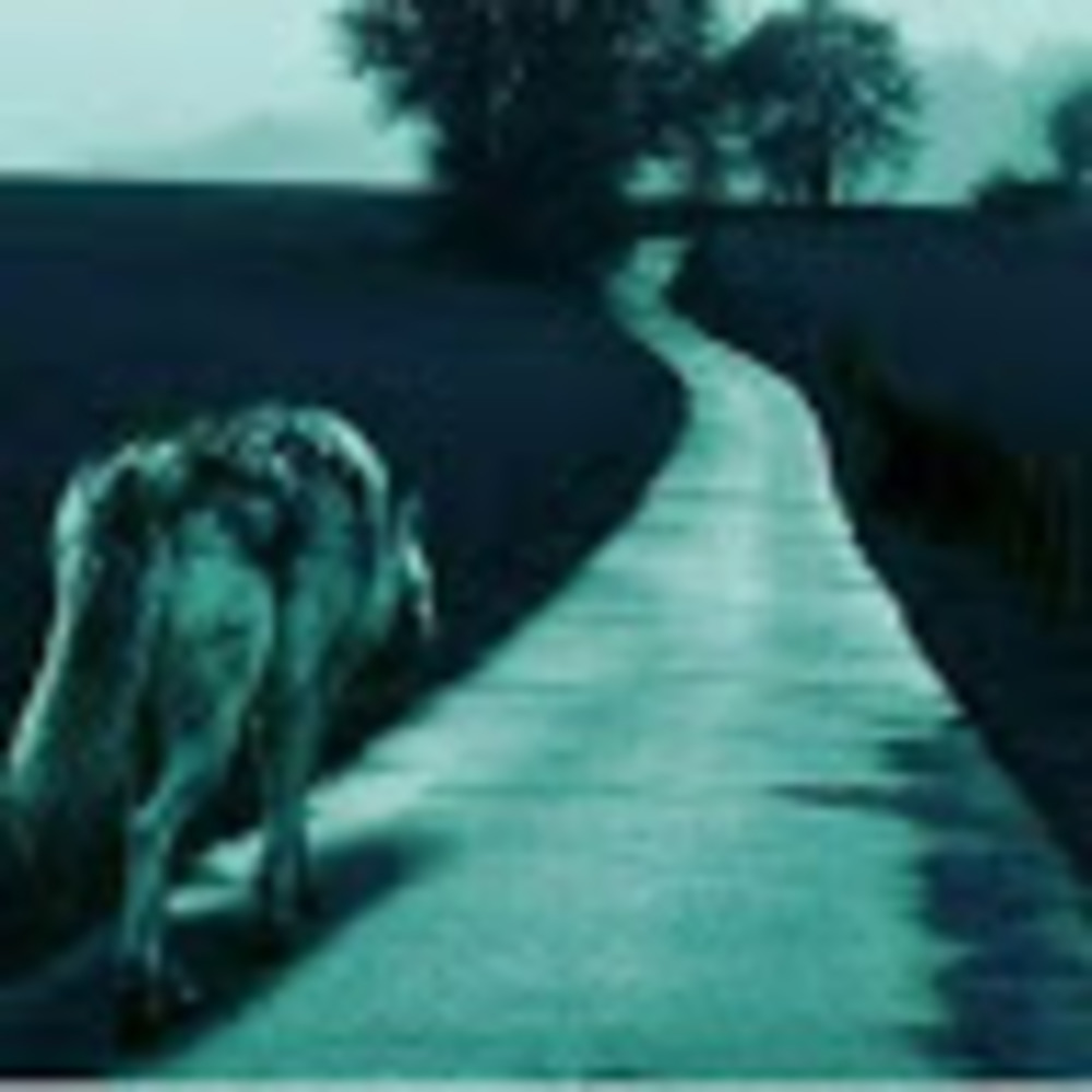 Meet your Posher, Damian